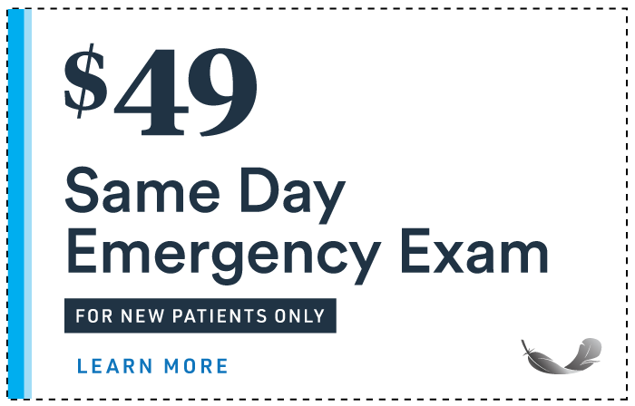 $49 Same Day Emergency Exam
